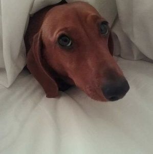 Meet your Posher, Susan